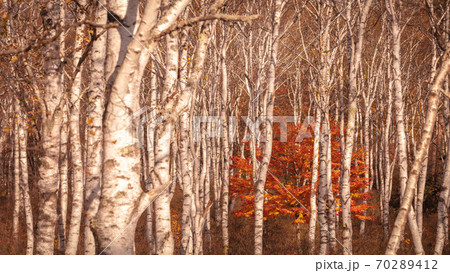 長野県 白樺群生地 紅葉 70289412