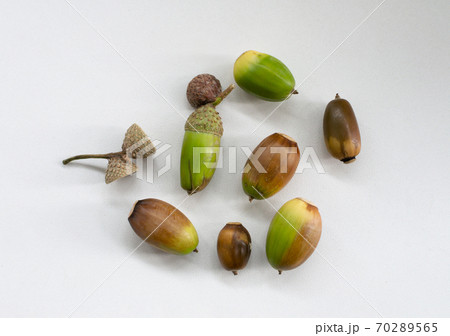 green and brown acorns lie on a white surface green and brown acorns lie on a white surface 70289565
