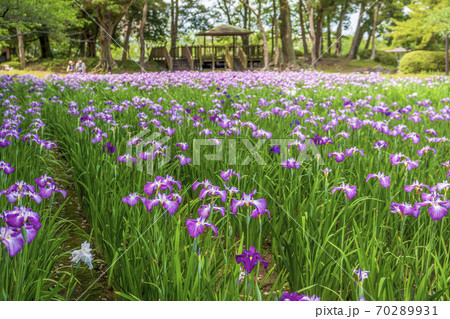 長崎県大村市 大村公園 花菖蒲の写真素材