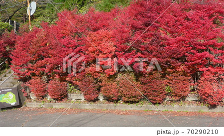 五家荘 平家の里駐車場の紅葉 70290210