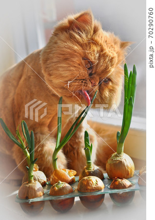 Funny red cat is sitting with green onions Funny red cat is sitting with green onions 70290760