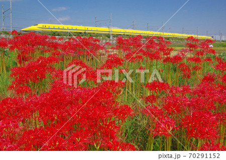 ドクターイエローと彼岸花 ドクターイエローと彼岸花 70291152