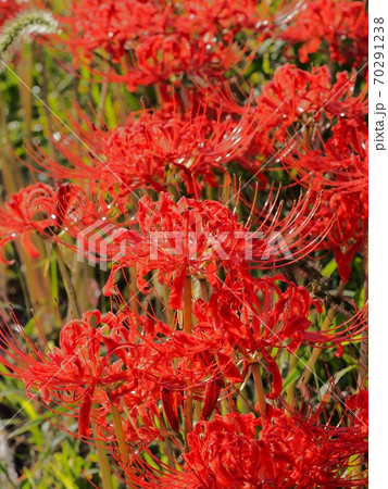 道端に咲くヒガンバナの花 道端に咲くヒガンバナの花 70291238