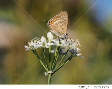 ニラの花に止まるウラナミシジミ ニラの花に止まるウラナミシジミ 70291525