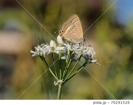 ニラの花に止まるウラナミシジミ ニラの花に止まるウラナミシジミ 70291526