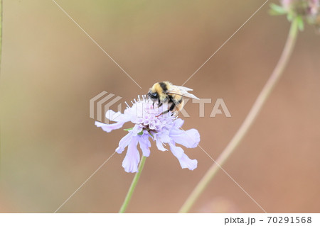 マツムシソウの花にやってきたトラマルハナバチ 70291568