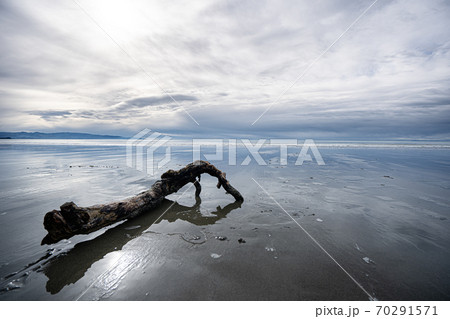 ラビットアイランド 70291571