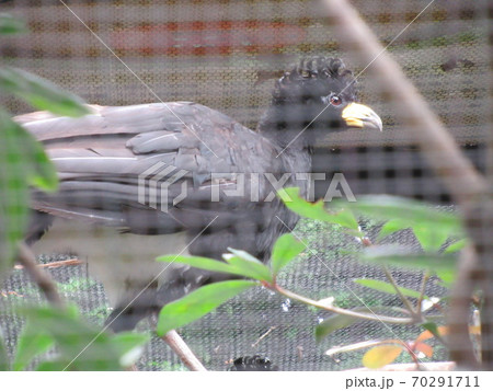 ハゲガオホウカンチョウ ハゲガオホウカンチョウ 70291711