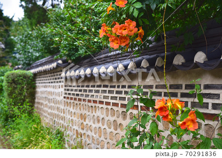 石垣 植物 北村 70291836