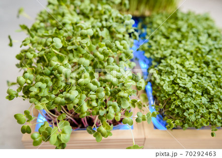 Fresh juicy green microgreens grow in trays. Fresh juicy green microgreens grow in trays. 70292463