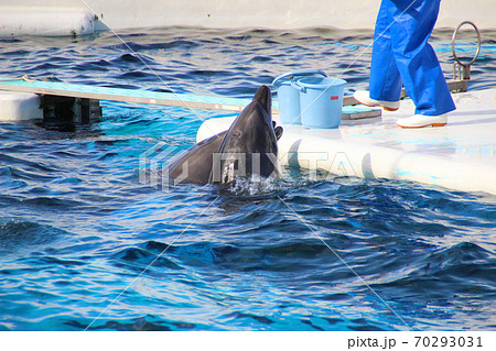 魚を欲しがるイルカ(みさき公園)/大阪府泉南郡岬町淡輪 70293031