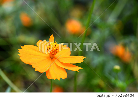キバナコスモス（黄花秋桜） 70293404