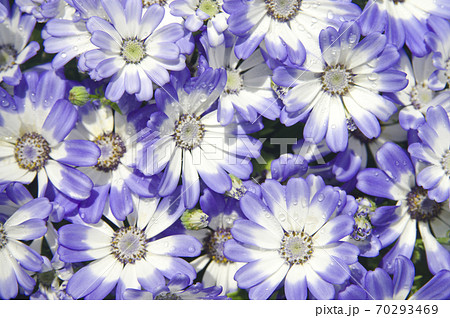この花の名前はサイネリアです。 この花の名前はサイネリアです。 70293469
