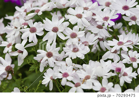 この花の名前はサイネリアです。 この花の名前はサイネリアです。 70293475