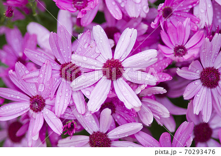 この花の名前はサイネリアです。 この花の名前はサイネリアです。 70293476