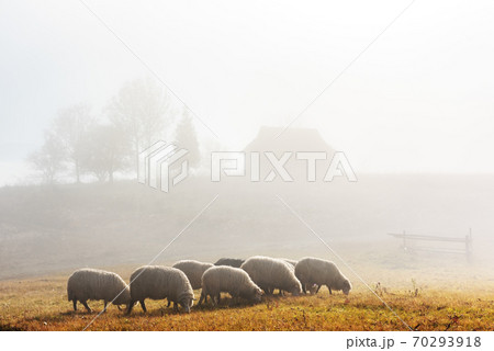 Herd of sheeps in spring mountains 70293918