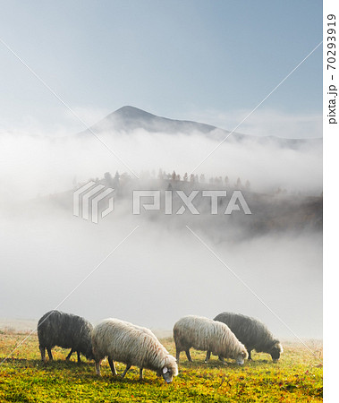 Herd of sheeps in spring mountains Herd of sheeps in spring mountains 70293919
