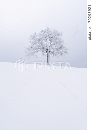 Minimalistic landscape with a lonely naked snowy tree 70293921