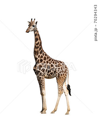 Giraffe isolated on a white background. - Stock Photo [70294343] - PIXTA