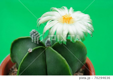 美しい花サボテン　白花ヘキラン 70294636