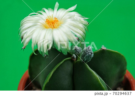 美しい花サボテン　白花ヘキラン 70294637