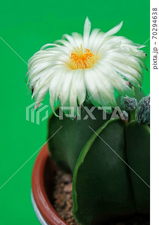 美しい花サボテン　白花ヘキラン 70294638