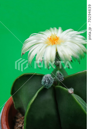 美しい花サボテン　白花ヘキラン 70294639