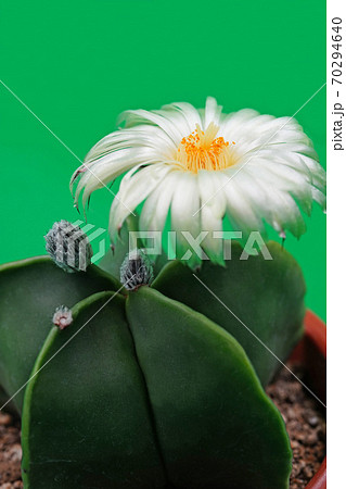 美しい花サボテン　白花ヘキラン 70294640