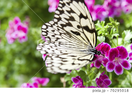 蝶が花の蜜を吸っています。この蝶の名前はオオゴマダラです。 蝶が花の蜜を吸っています。この蝶の名前はオオゴマダラです。 70295018