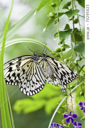 蝶が花の蜜を吸っています この蝶の名前はオオゴマダラです の写真素材