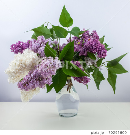 Lilac flowers in vase against white background 70295600