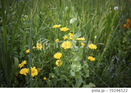 Wild small yellow flowers, Pulicaria dysenterica, the common fleabane in the daisy family in a park in New Zealand in the summer. 70296522