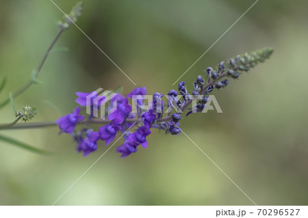 Veronica longifolia or Speedwell, a bright violet-blue wild flower in a garden 70296527