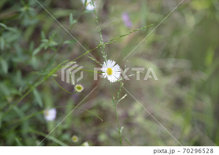 Small white daisy flower in green grass Small white daisy flower in green grass 70296528