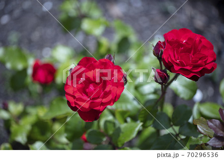 Orange or deep orange-red Floribunda Ponderosa roses with mild fragrance. 70296536