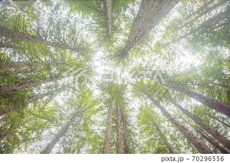 Redwood trees from bottom up, in Redwoods Whakarewarewa Forest, Rotorua, New Zealand 70296556
