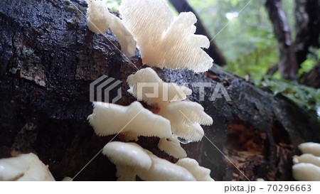 ブナハリタケ ブナハリタケ 70296663