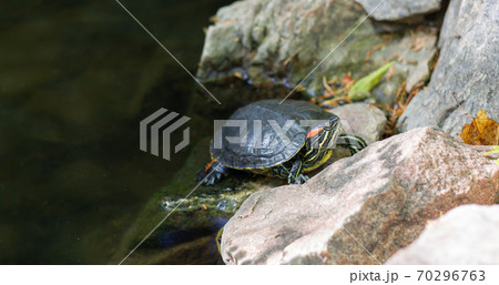 Red-eared slider turtle or trachemys scripta elegans reptile is resting on pond 70296763