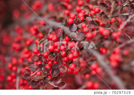 Bright red berries of bearberry cotoneaster in autumn forest Bright red berries of bearberry cotoneaster in autumn forest 70297319