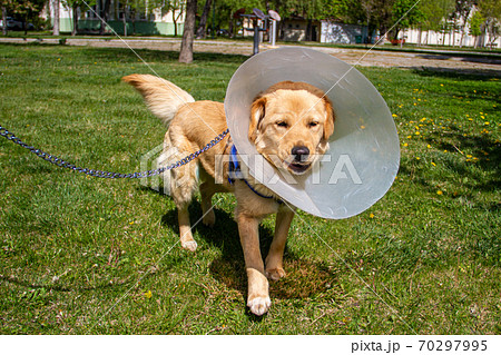 golden retriever with cone collar in park golden retriever with cone collar in park 70297995