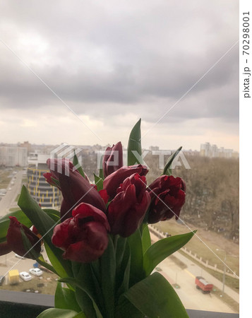 bouquet of bright red tulips are held against bouquet of bright red tulips are held against 70298001