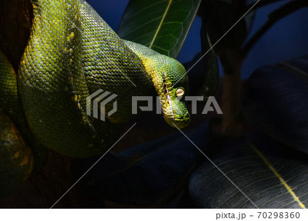 Green tree python profile portrait close up 70298360