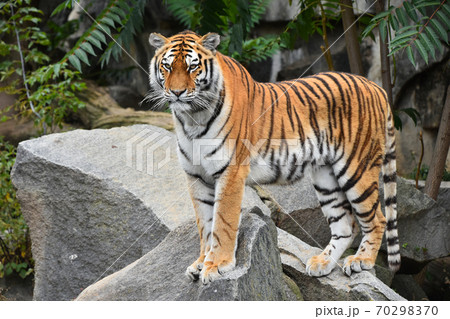Full length portrait of Siberian Amur tiger 70298370