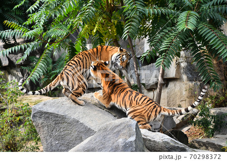 Two Siberian tigers play and fight 70298372
