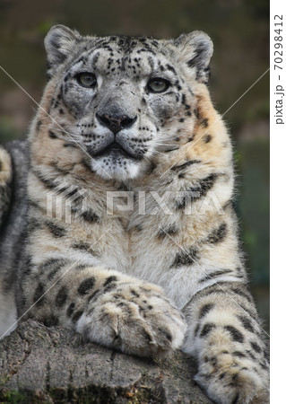 Close up front portrait of snow leopard Close up front portrait of snow leopard 70298412