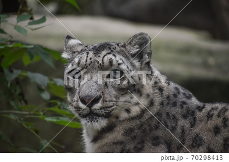 Close up front portrait of snow leopard 70298413
