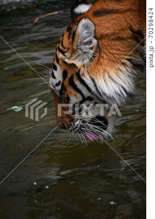 Siberian tiger drinking water close up 70298424