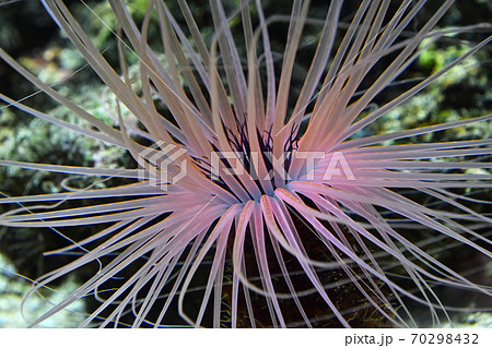 Close up pink sea anemones in water of aquarium 70298432