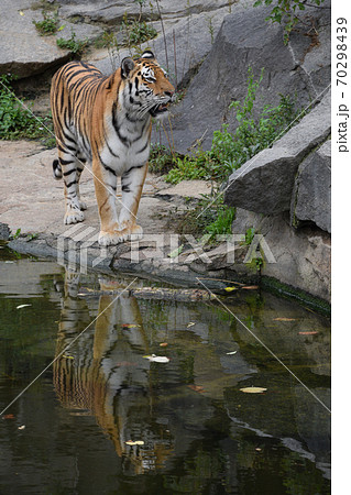 Siberian tiger walks by water edge 70298439