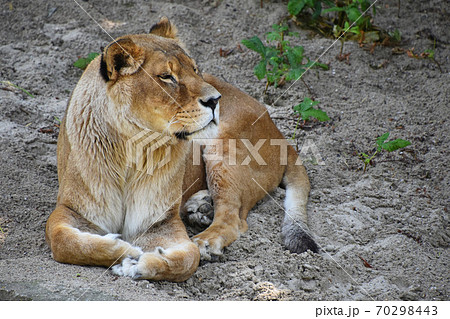 Full length portrait of lioness resting on ground 70298443